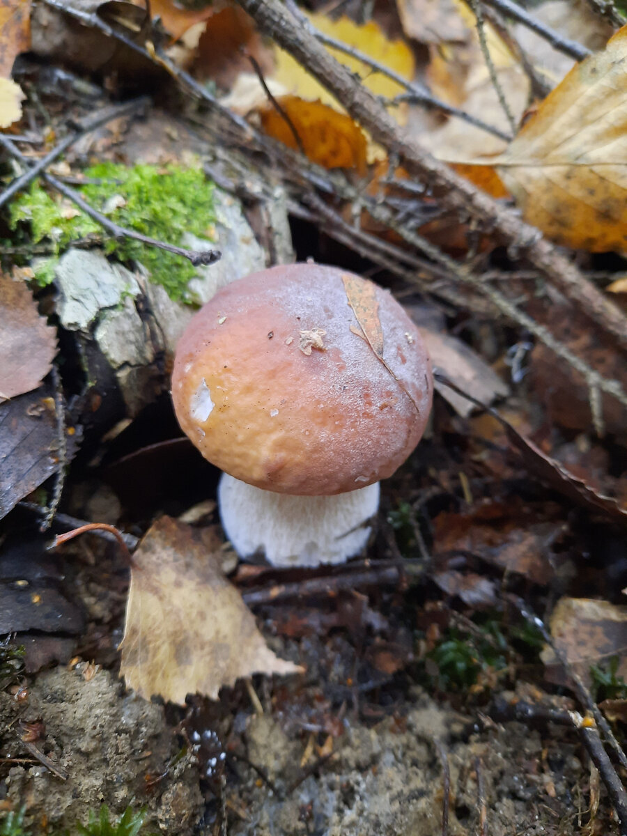 Крепенькие беленькие попадались во мху.
Фото автора