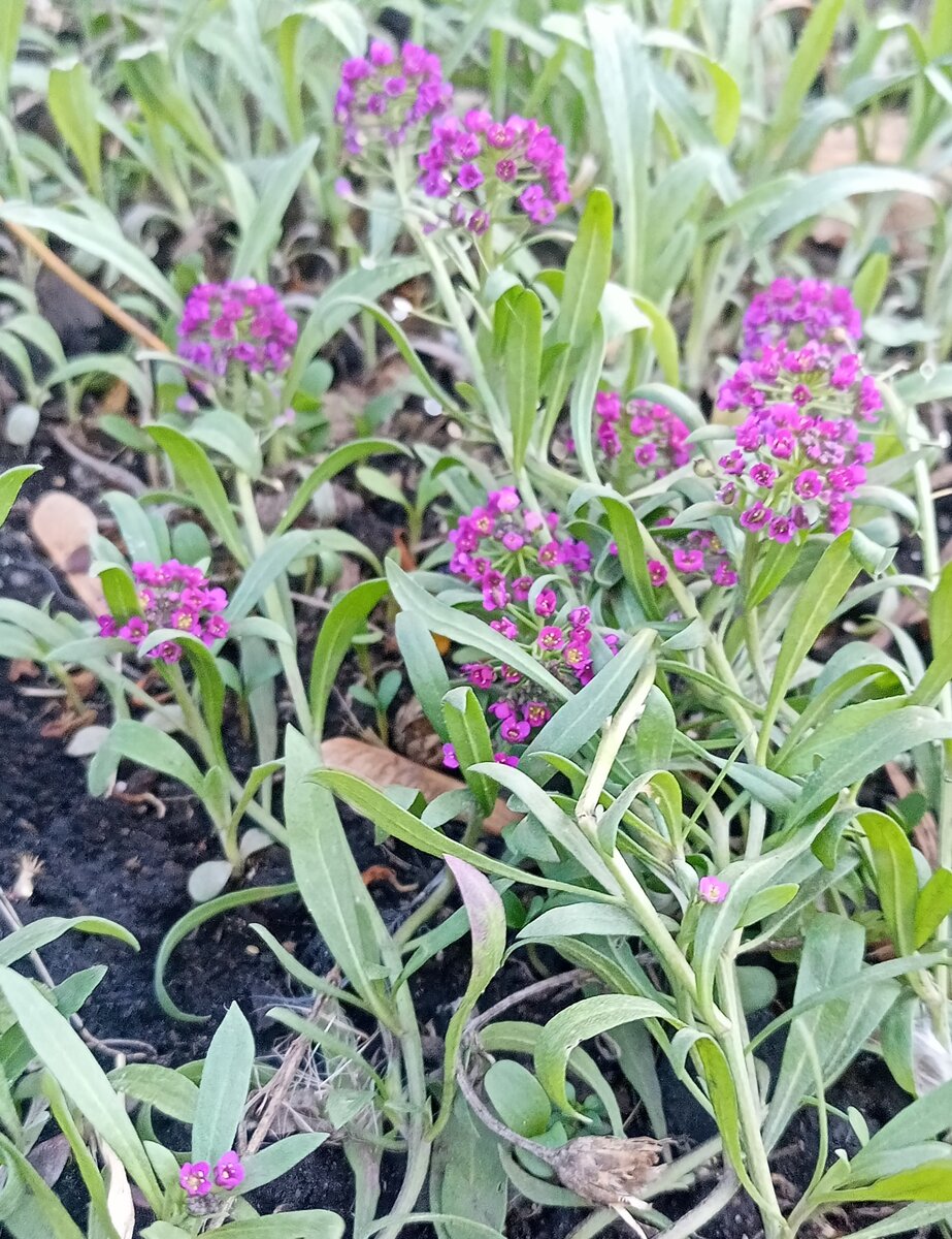 Лобулярия Королевский ковер