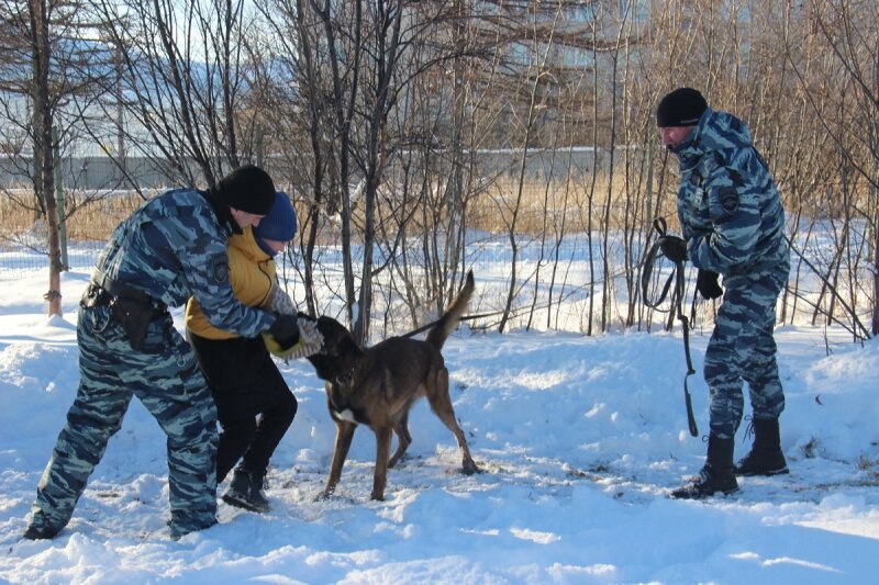 Одежда для собак 