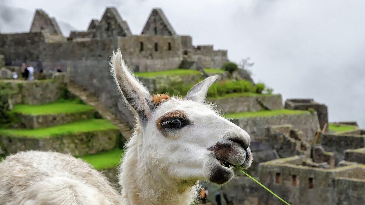    Лама в древнем городе Мачу-Пикчу, Перу© Fotolia / cameris
