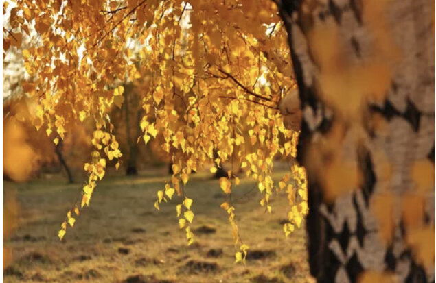 Фото: mobillegends.net