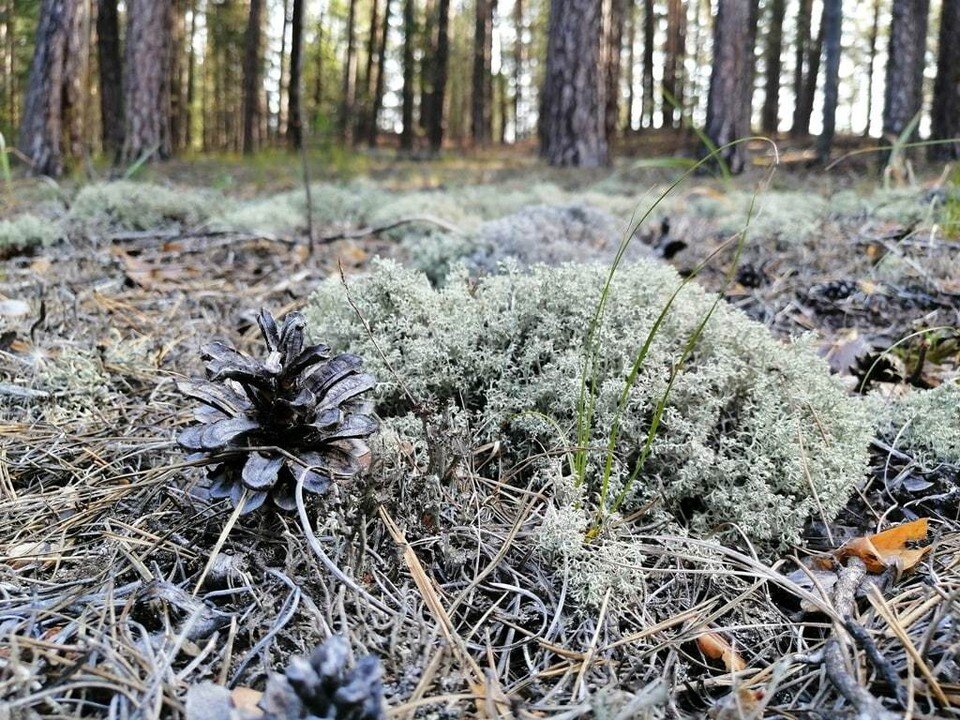     До конца года планируется собрать 600 килограммов шишек. Фото - национальный парк «Бузулукский бор»