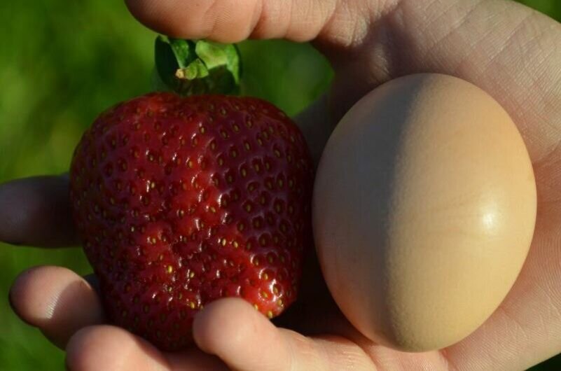 Крупные и вкусные ягоды.