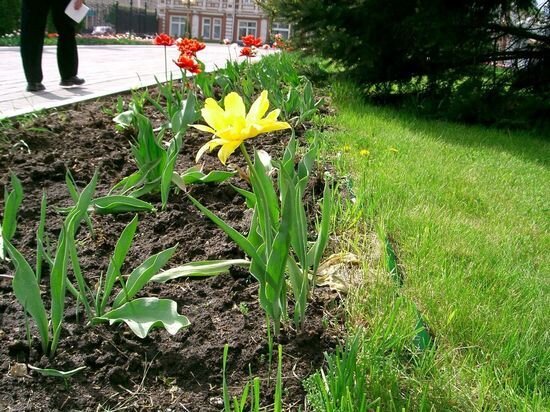     Тюльпаны во дворе правительства Саратовской области. Фото: Сергей Климушев