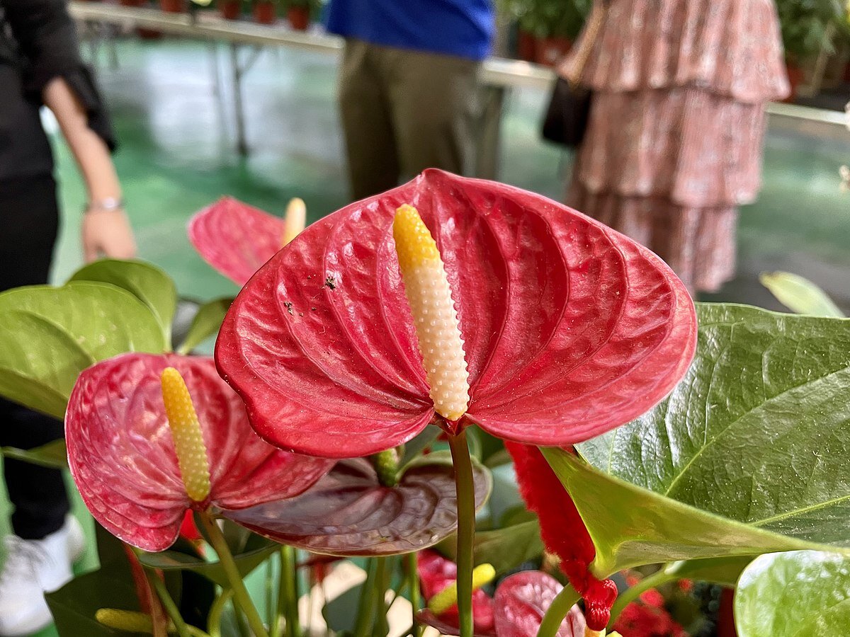 Антуриум сиерра. Антуриум полив. Anthurium andraeanum 'Maine' 4/Tray. Антуриум листья. Anthurium Majestic.