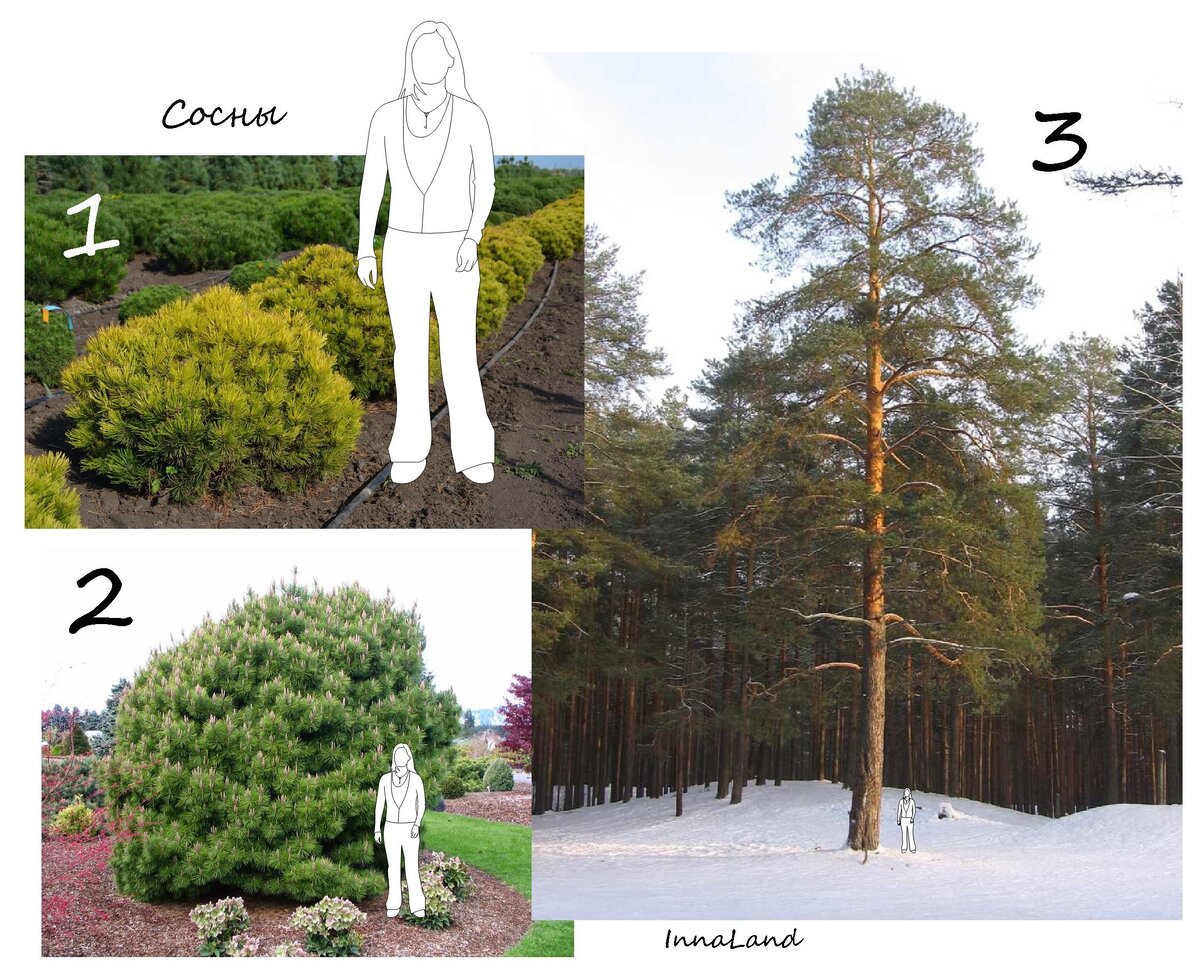 Такие разные сосны: 1. Сосна горная "Офир" (Pinus mugo "Ophir")
2. Сосна горная мугус (Pinus mugo var. mughus)
3. Сосна обыкновенная (Pinus sylvestris)