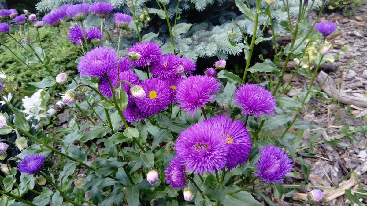 МЕЛКОЛЕПЕСТНИК- АСТРЫ БРАТ. От посева - в жизнь | Живая, Зеленая Жизнь ...