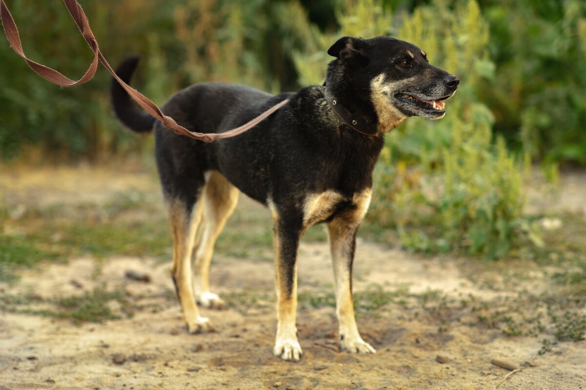 Пес Верный. Источник: зоопансионат "Альма", г. Воронеж