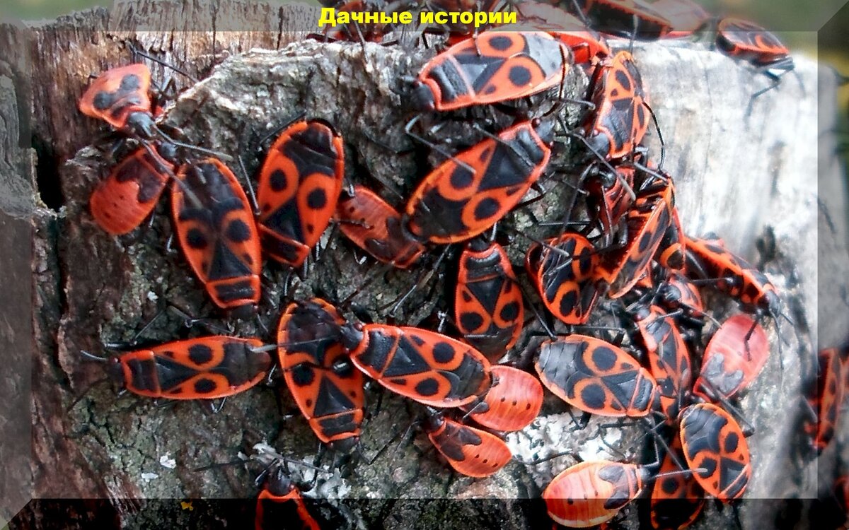 https://vk.com/photo-159774511_457244165