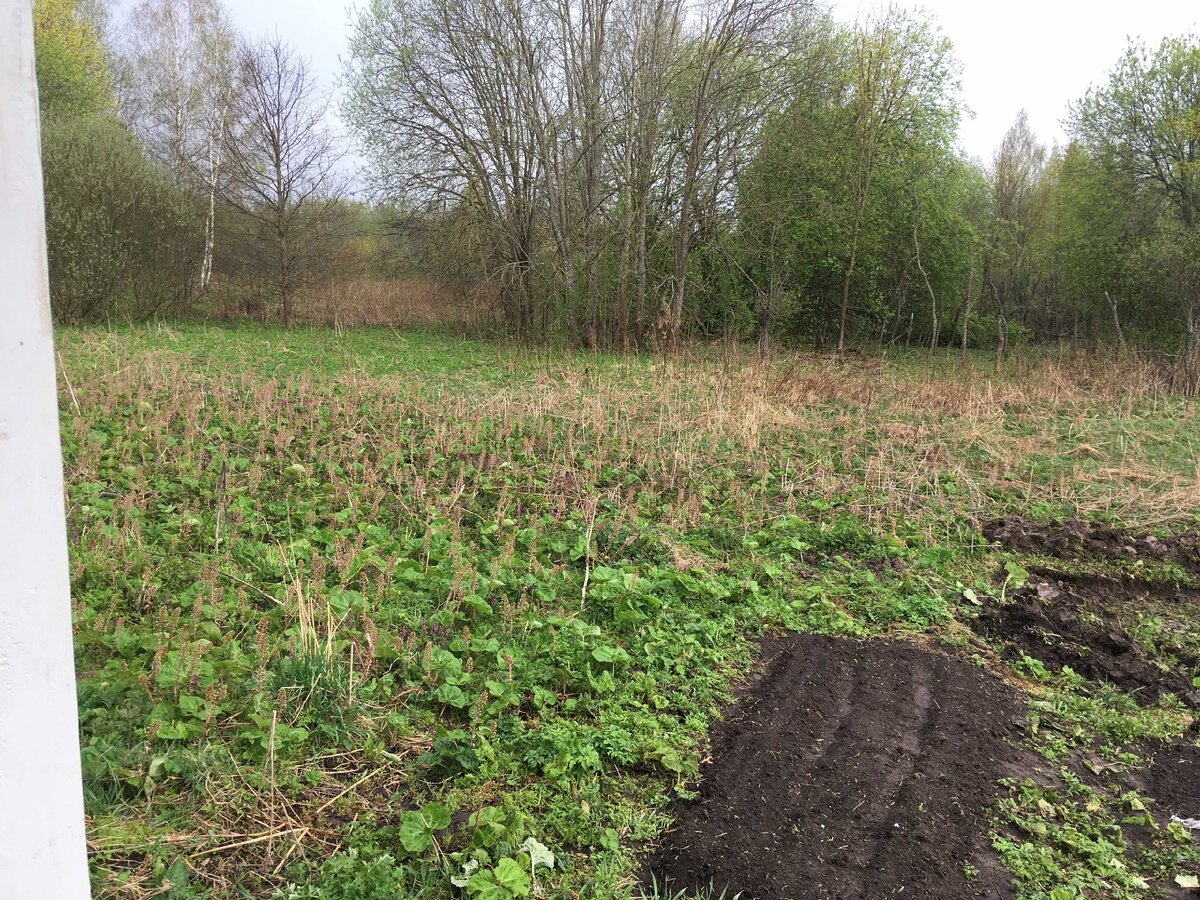 2 метра от грядки - и сплошной белокопытник.
