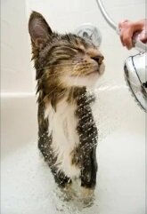 Фото с сервера Яндекс.Картинки