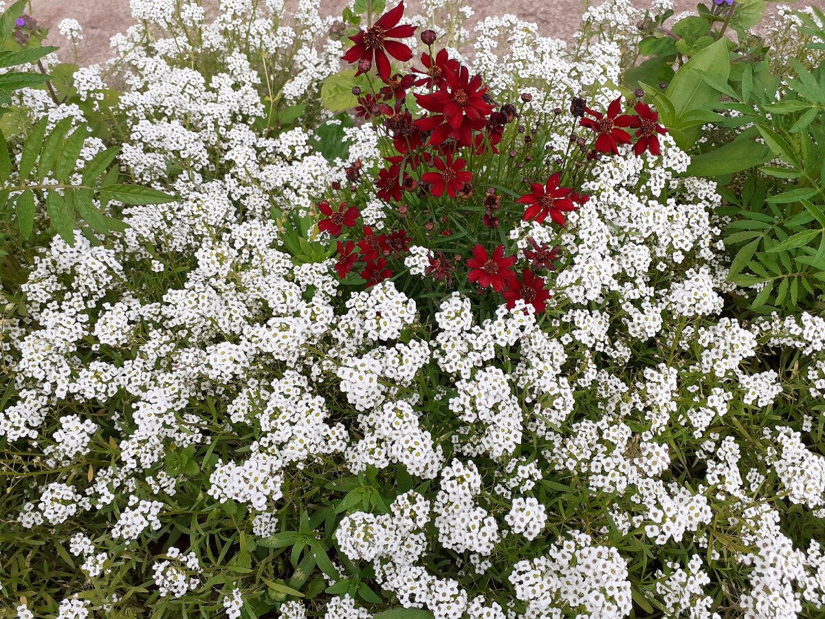 Мелкие белые цветочки - это и есть алиссум