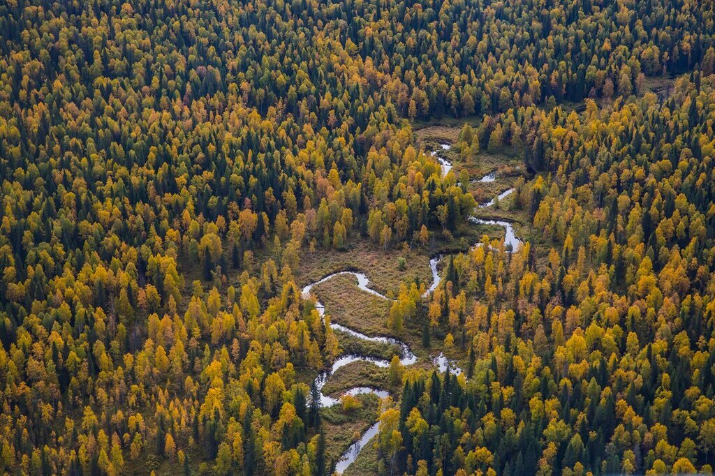 Картинка леса коми