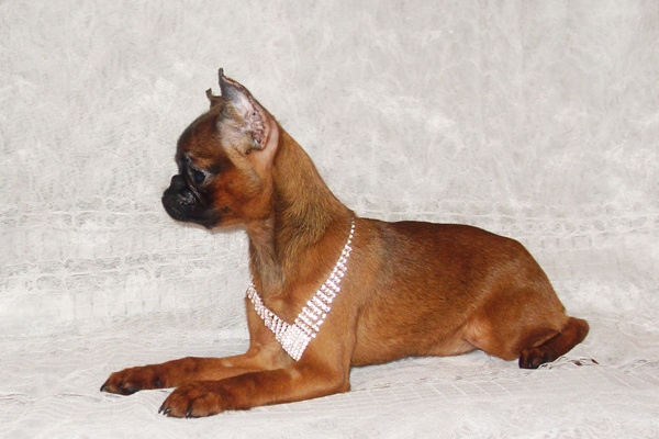 Пти брабансон. Питомник Х'ИТ УЛДУЗ