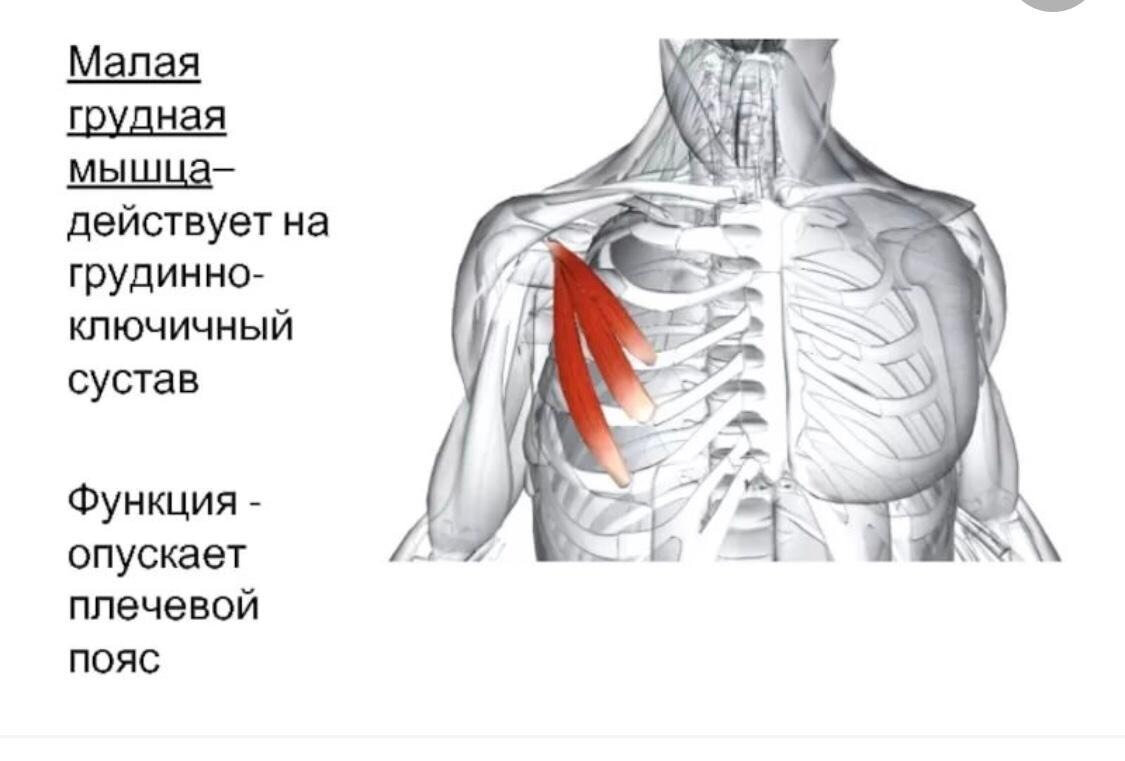 Мускулюс Пекторалис