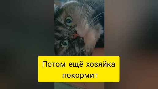 Кошка не лежит, кошка работает