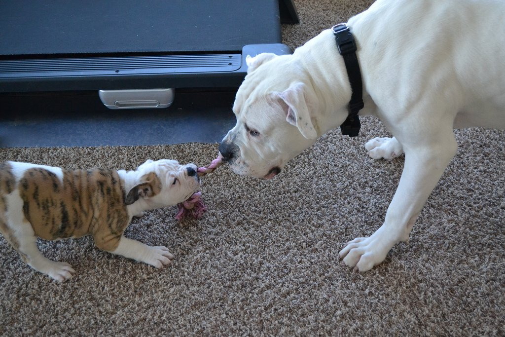 Фото: lapkins.ru 