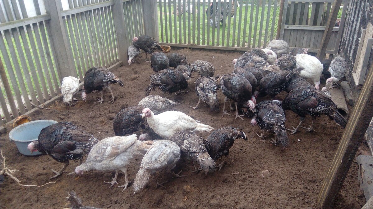 Перекопанный выгул