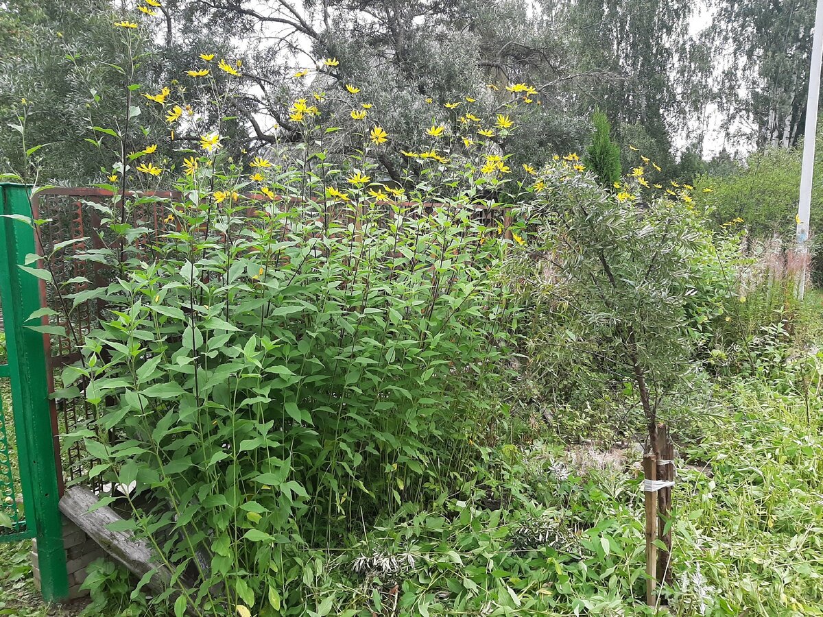 Если не придираться, то выглядит очень  даже неплохо