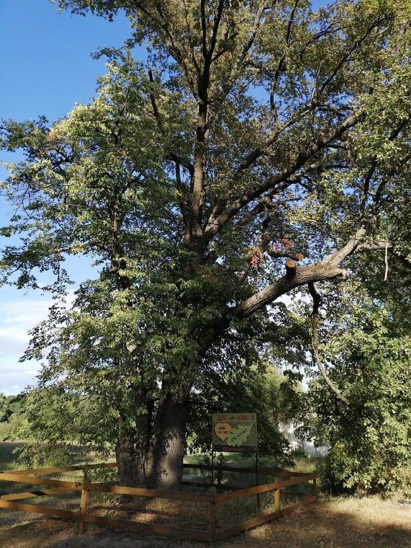 Дуб да Липа. Воронежский Биосферный заповедник