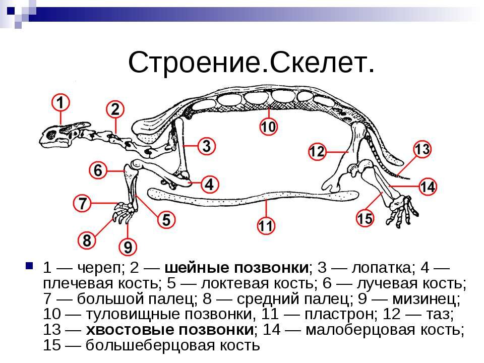 Иллюстрация из Яндекс.Картинки