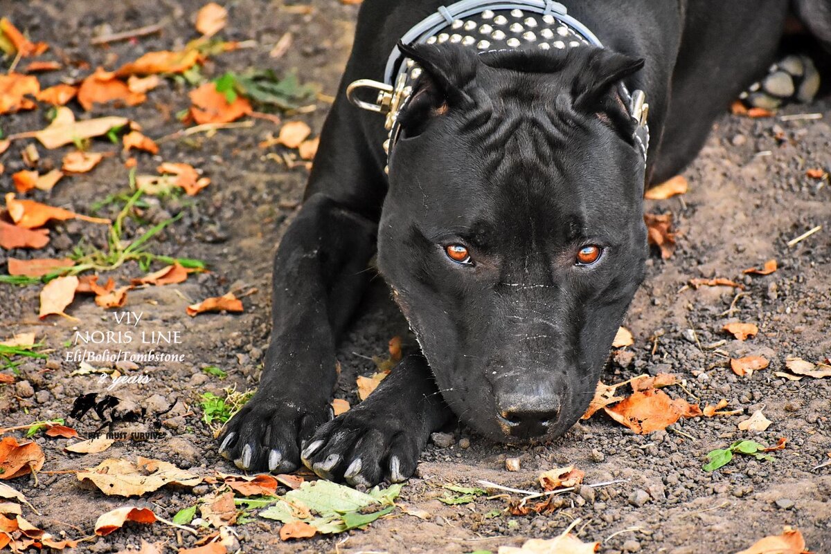 АПБТ FIRE LINE VIY "PIT MUST SURVIVE" (Вий)