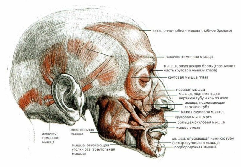 Асимметрия лица, головы и черепа человека