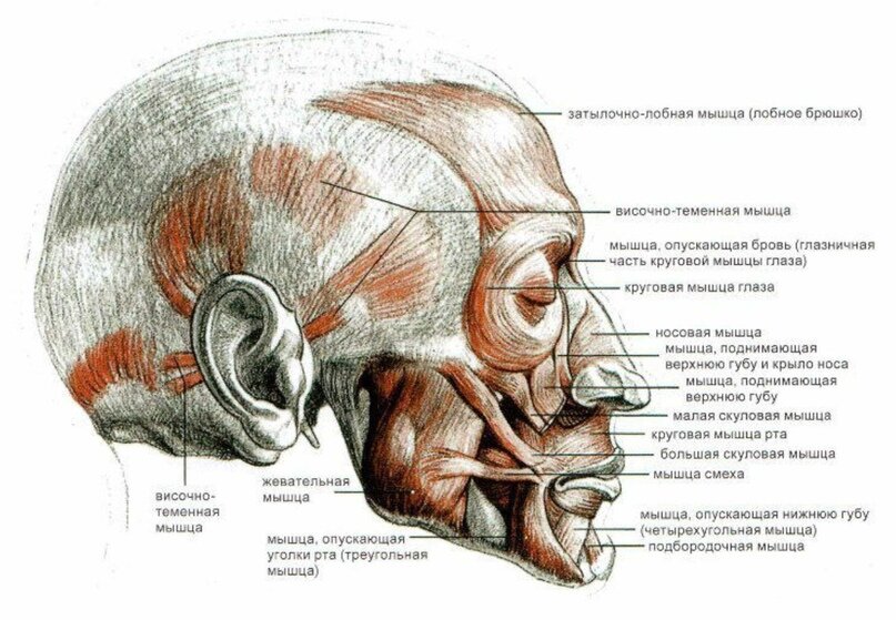 Мимическая мускулатура лица