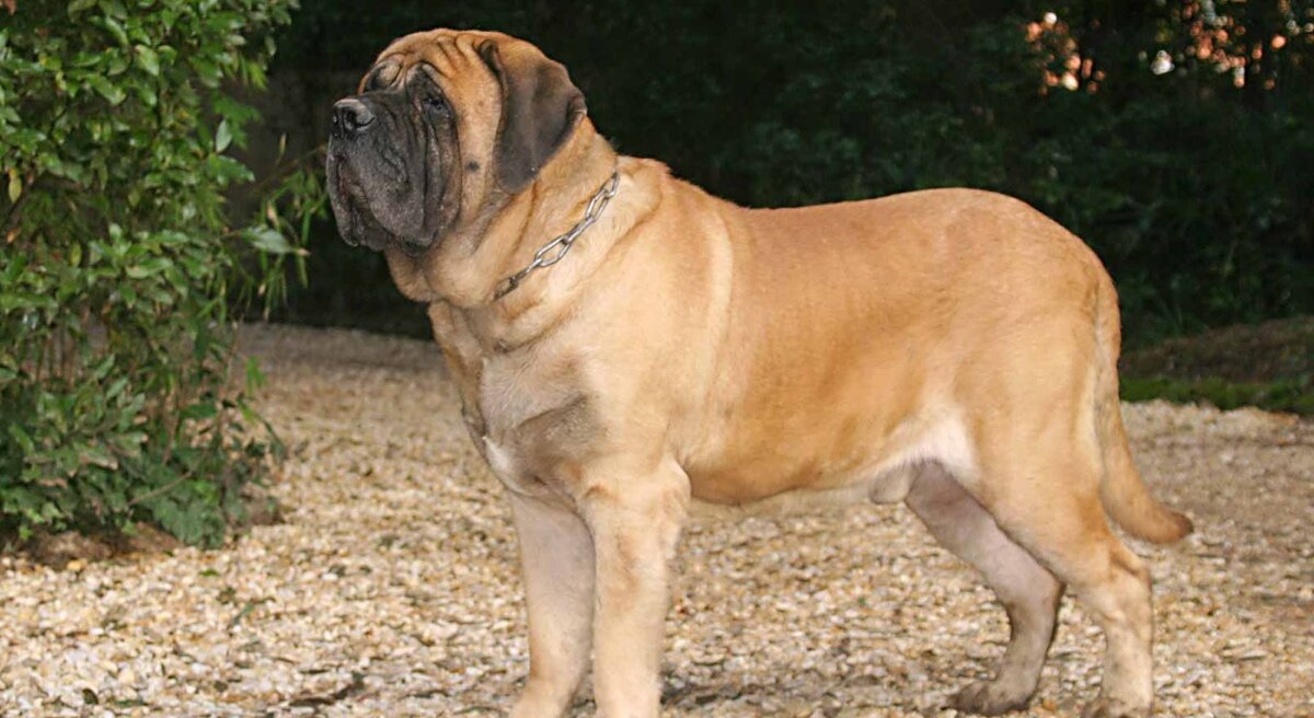 Фото: greenfieldpuppies.com