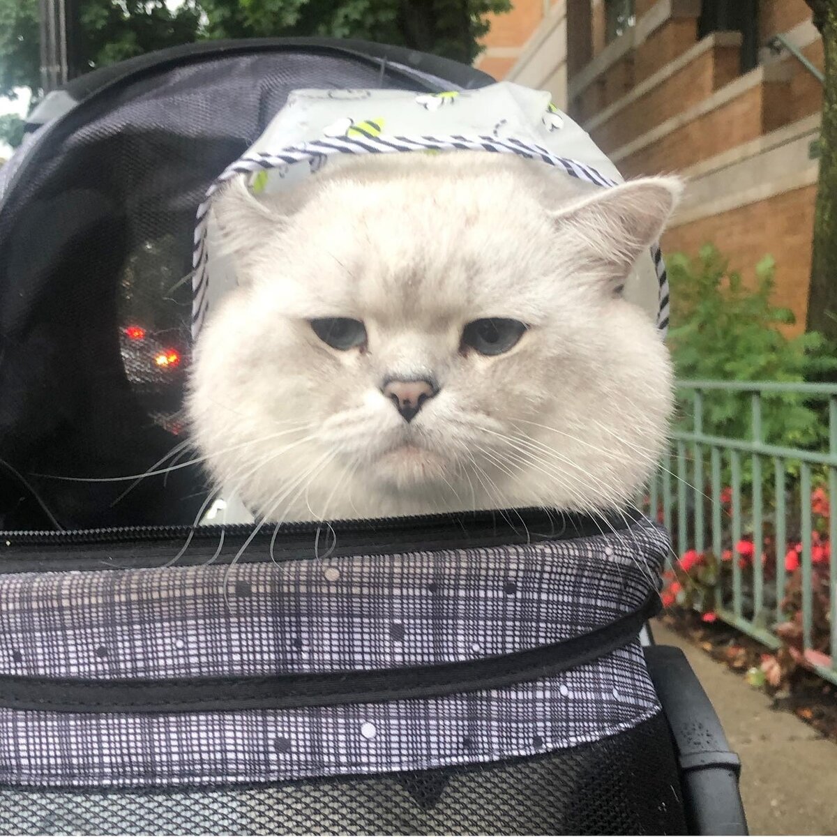 https://www.instagram.com/lorettabritishcat/  