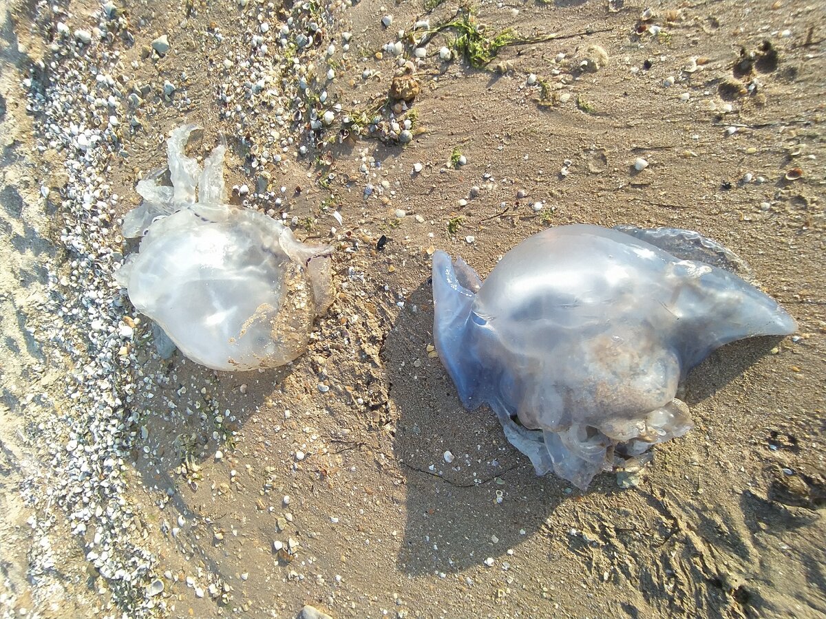 Песчаные медузы