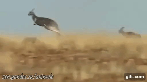 Кенгуру гуляют - гифка