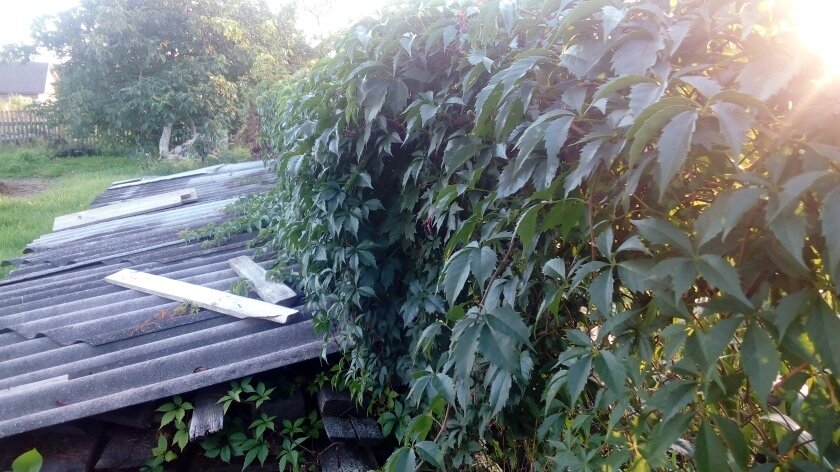 Девичий виноград перекинулся на поле. Преград для него не существует. Фото автора 