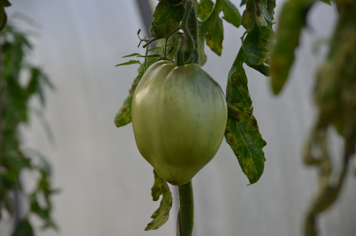 Раз уж запрещенная статья про помидоры, то покажу вам оставшиеся с лета кадры. Фото автора