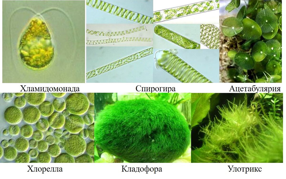 Разнообразие талломов среди отдела Зеленые водоросли
