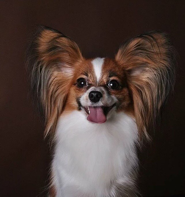 Собака с ушами бабочками порода фото