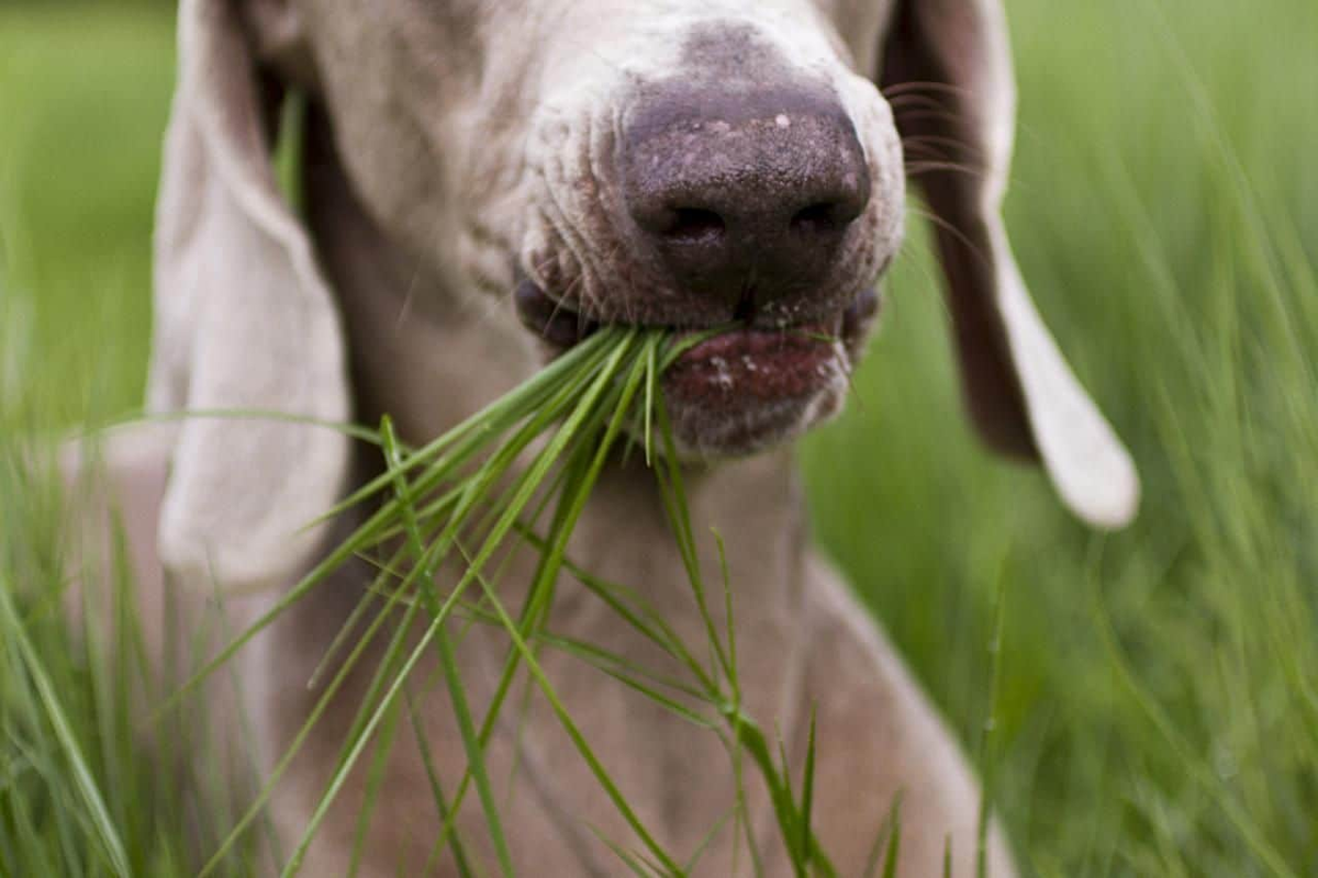 Собака съела что то на улице. Собака ест траву. Собачья трава. Собака на траве. Собака и растение.