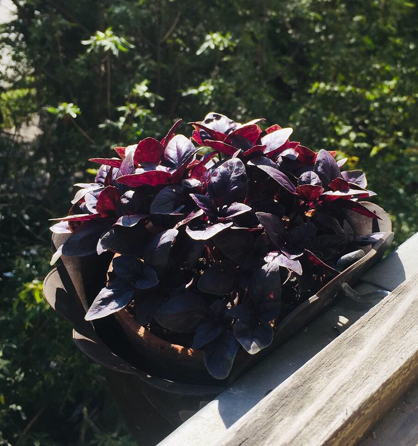 Базилик. Личное фото.