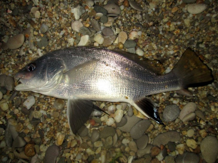 Горбыль серебристый черноморский. Черноморская рыба светлый горбыль. Горбыль рыба черноморский. Горбыль серебристый черноморский. Горбыль серебристый черноморский.