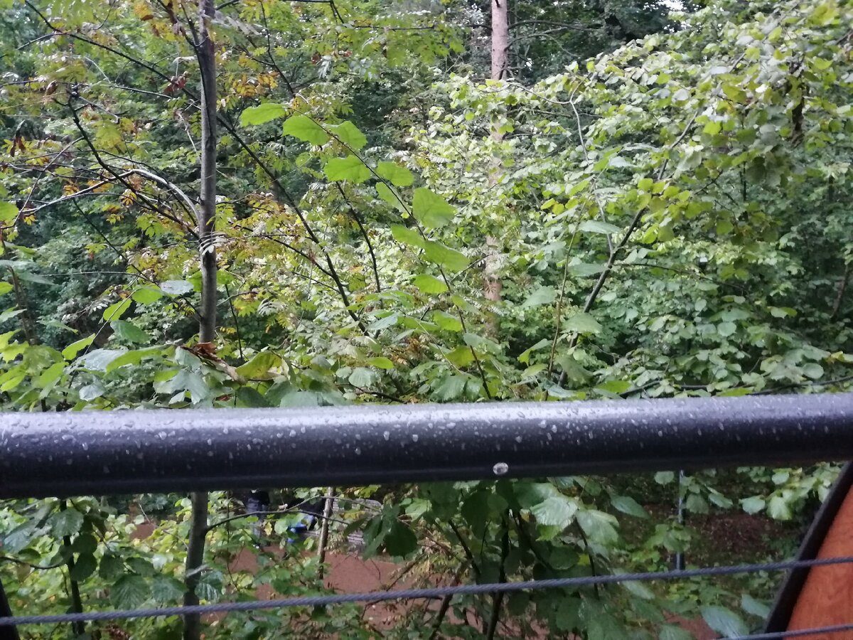 экотропа меж кронами дубов на ВДНХ. Фото Светы Давыдовой