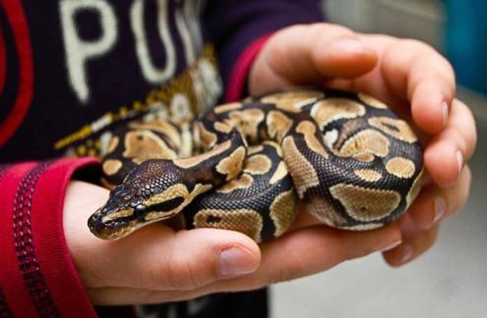 10 Королевский питон

Его называют также шаровидным питоном или питоном-мячом. Королевский питон является неядовитой змеей и в природе обитает в Африке. Такой питон считается одной из самых популярных для содержания в неволе змей. Его часто можно увидеть в зоопарках, да и любители змей нередко решают поселить у себя дома именно эту змею. Стоимость королевского питона обычно составляет около 10000 долларов.