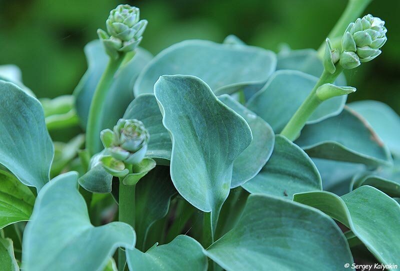 Хоста ‘Blue Mouse Ears’