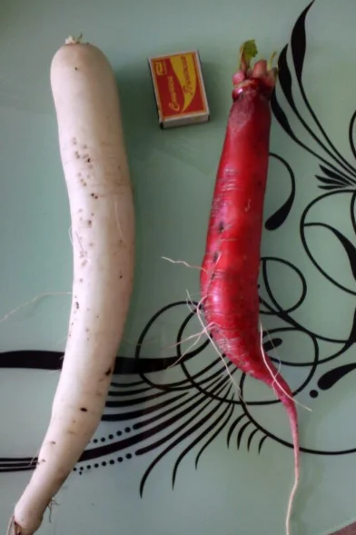 Дайкон и редис