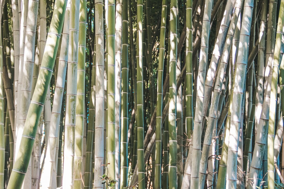 Бамбуковая роща