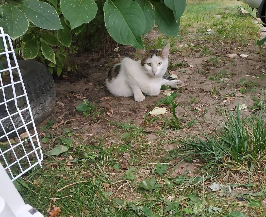 Пришлось долго заманивать искалеченного кота в переноску. Его спас только голод. 