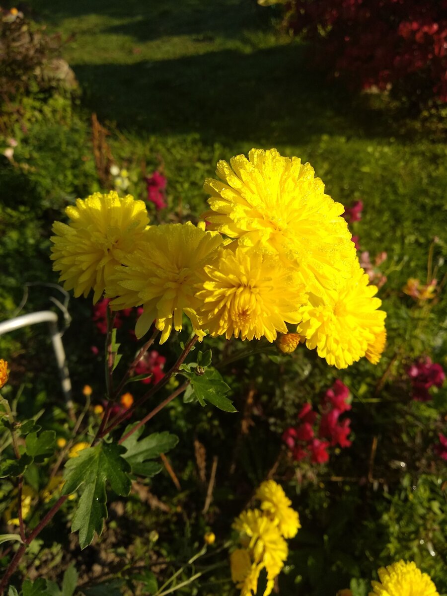 Желтые махровые хризантемы