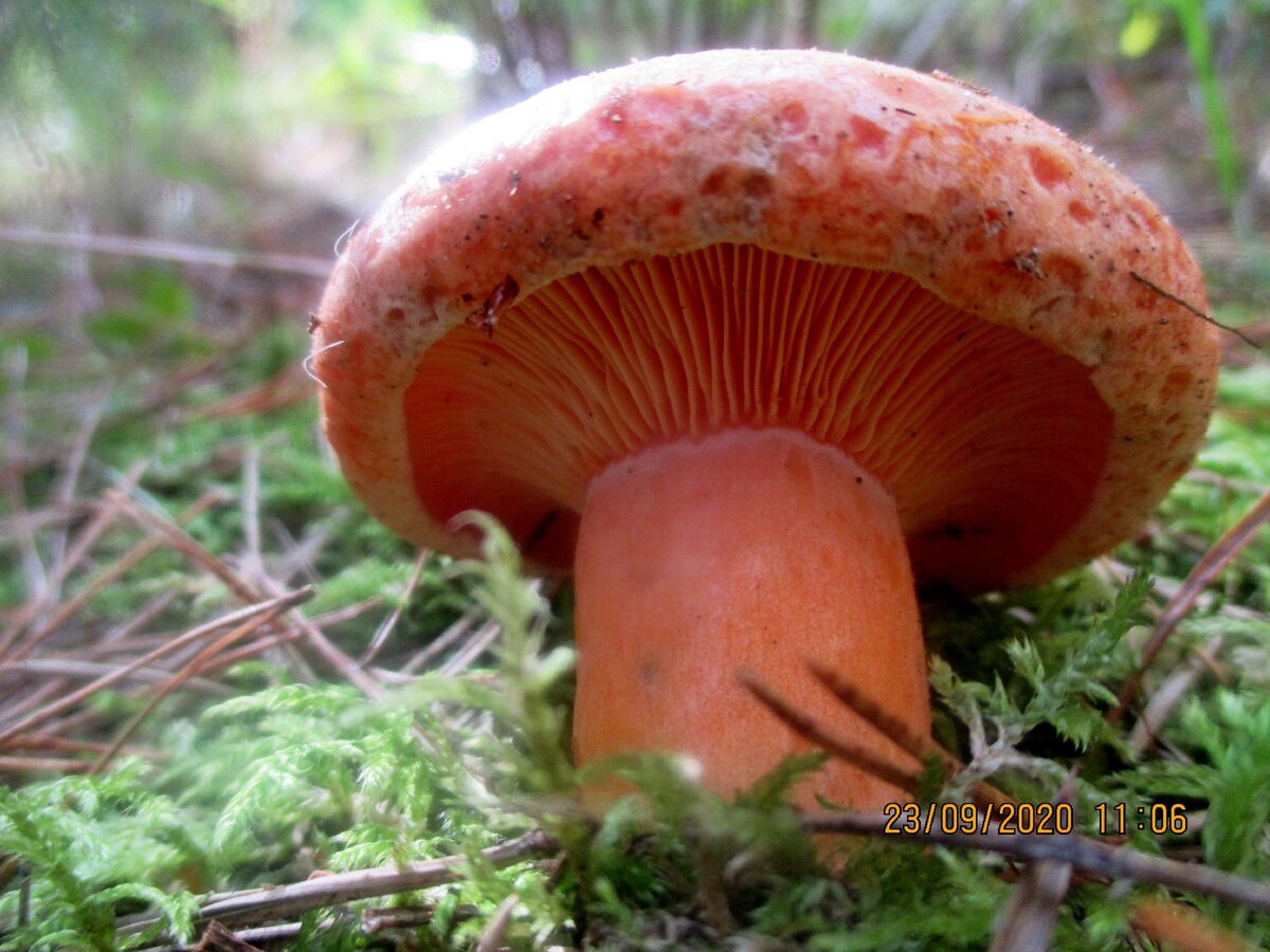 ЗДЕСЬ СОМНЕНИЙ БЫТЬ НЕ МОЖЕТ! РЫЫЫЫЫЖИК!