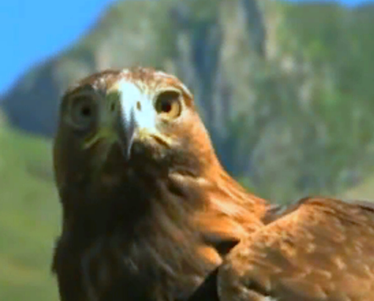 Это был беркут! 