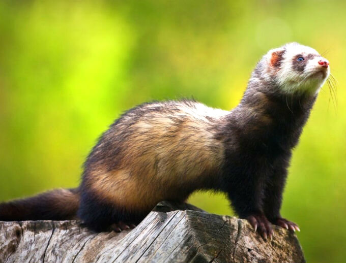 Особенности шерсти и окраса