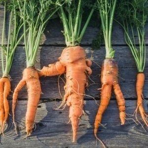 Яндекс фото.Наша морковь выглядела,примерно,так-же.